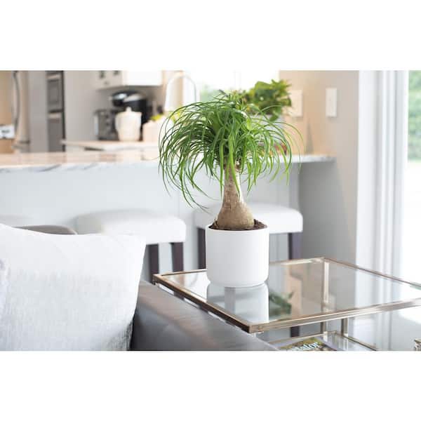 10 in. Ponytail Palm in White Plastic Deco Pot