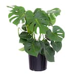 Monstera Plant Live Swiss Cheese Multi-stem Plant in 9.25 in. Grower Pot 22 in. - 28 in. Tall