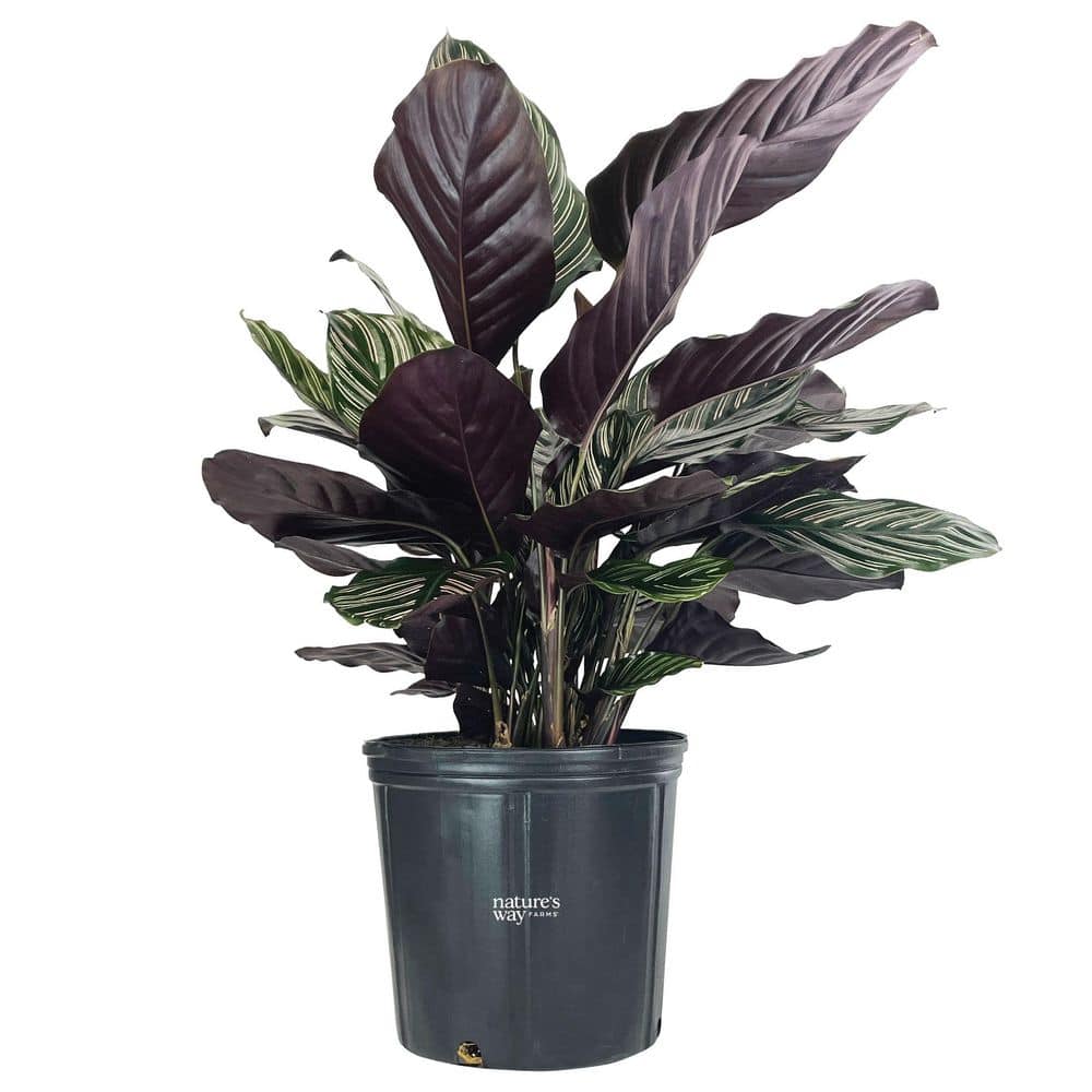 1.72 Gal. Ornata Calathea Indoor Topical Houseplant in Grower Pot (1-Pack) price history on PriceWatchPro