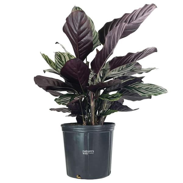 NATURE'S WAY FARMS 4 in. ZZ Plant Indoor Tropical Houseplant (1