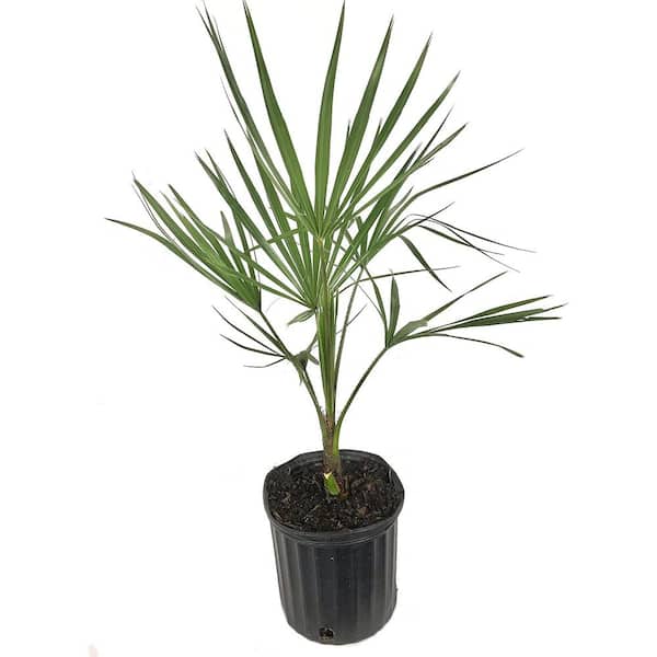 Wekiva Foliage Ribbon Palm-Live Plant in a 3 gal. Growers Pot-Livistona Decora-Rare Ornamental Palm Tree of Florida