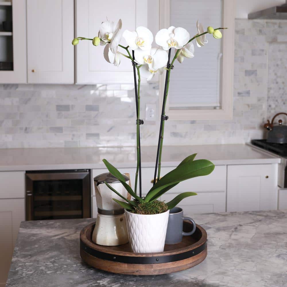White and Yellow Orchid in 5" White Ceramic Pot