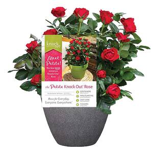 10 in. Petite Rose with Fire Engine, Non Fading Flowers in Decorative Pot