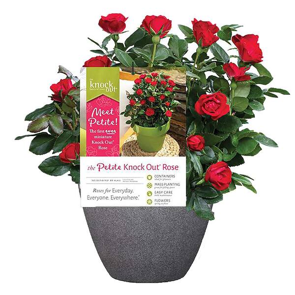 KNOCK OUT 10 in. Petite Knock Out Rose Bush with Fire Engine Red ...