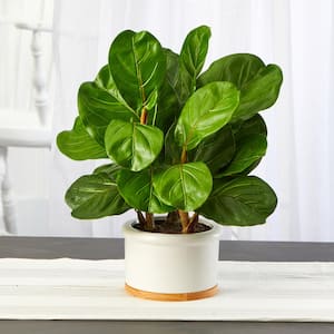 15 in. Fiddle Leaf Artificial Tree in White Planter