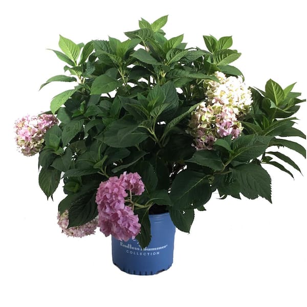 AMERICAN BEAUTIES Hydrangea macrophylla Blushing Bride 'BLUSHING BRIDE ...