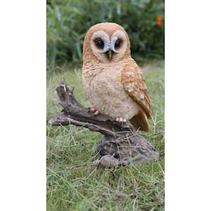 Tawny Owl On Stump