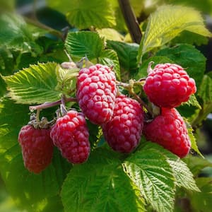 Caroline Thornless Raspberry (Rubus) in 8 in. Grower Container (1-Plant)