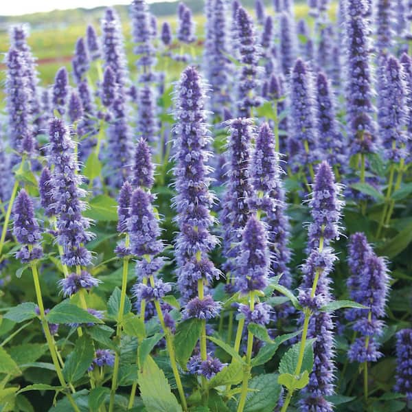 Spring Hill Nurseries 3 in. Pot, Blue Flowers Blue Fortune Hummingbird Mint (Agastache), Potted Flowering Perennial Starter Plant (1-Pack)