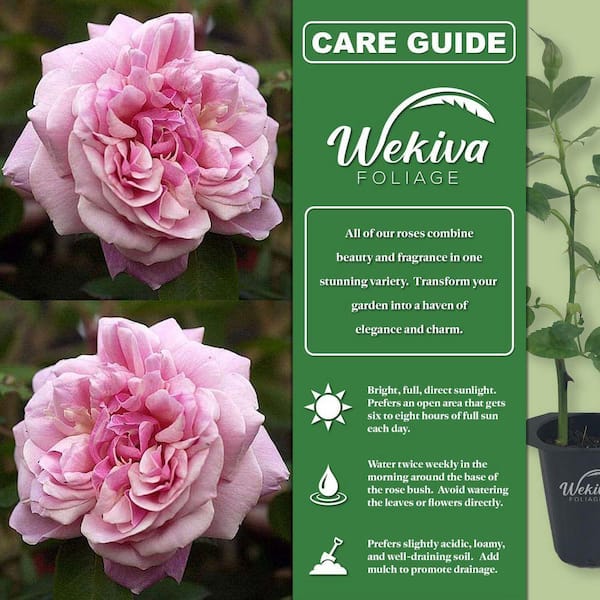 Wekiva Foliage Josephine Land Rose Bush 2-Live Starter Plants in 2
