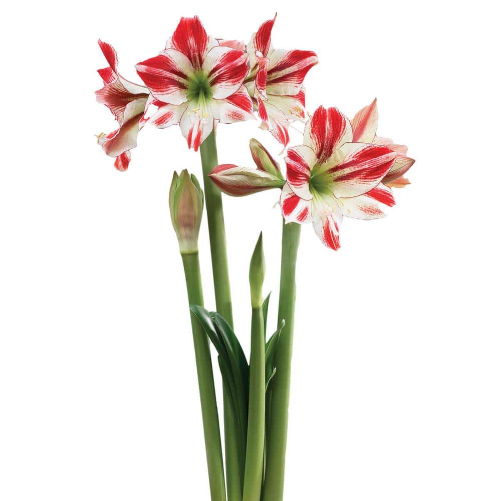 Breck's 4 in. Bulb Ambiance Amaryllis Dormant White and Red Flowering