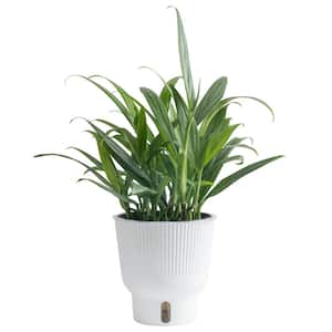 Trending Tropicals Silver Streak Indoor Plant in 6 in. White Planter, Average Shipping Height 1-2 ft. Tall