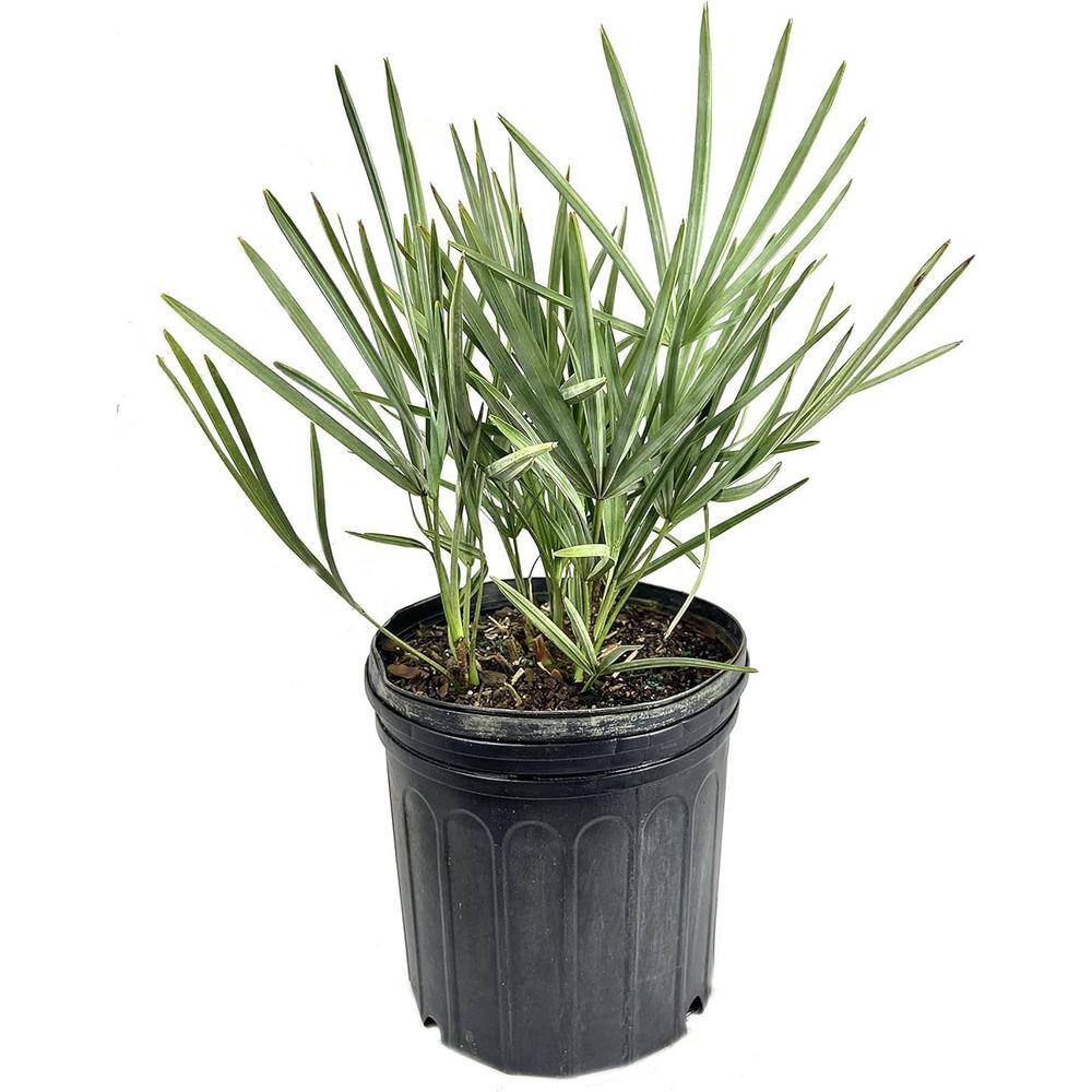 Silver Saw Palmetto-Live Plant in a 4 Inch Growers Pot-Serenoa Repens 'Silver'-Ornamental Palms from Florida price history on PriceWatchPro