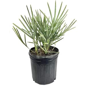 Silver Saw Palmetto-Live Plant in a 4 Inch Growers Pot-Serenoa Repens 'Silver'-Ornamental Palms from Florida