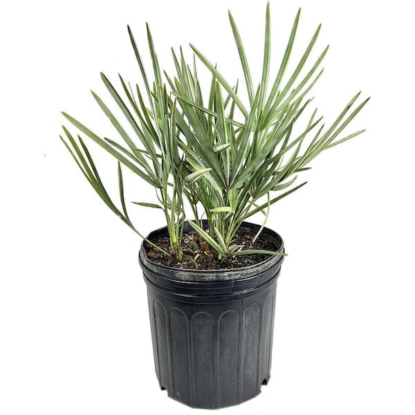Wekiva Foliage Silver Saw Palmetto-5 Live Plants in 4 in. Growers Pots-Serenoa Repens 'Silver'-Native Ornamental Palm Tree