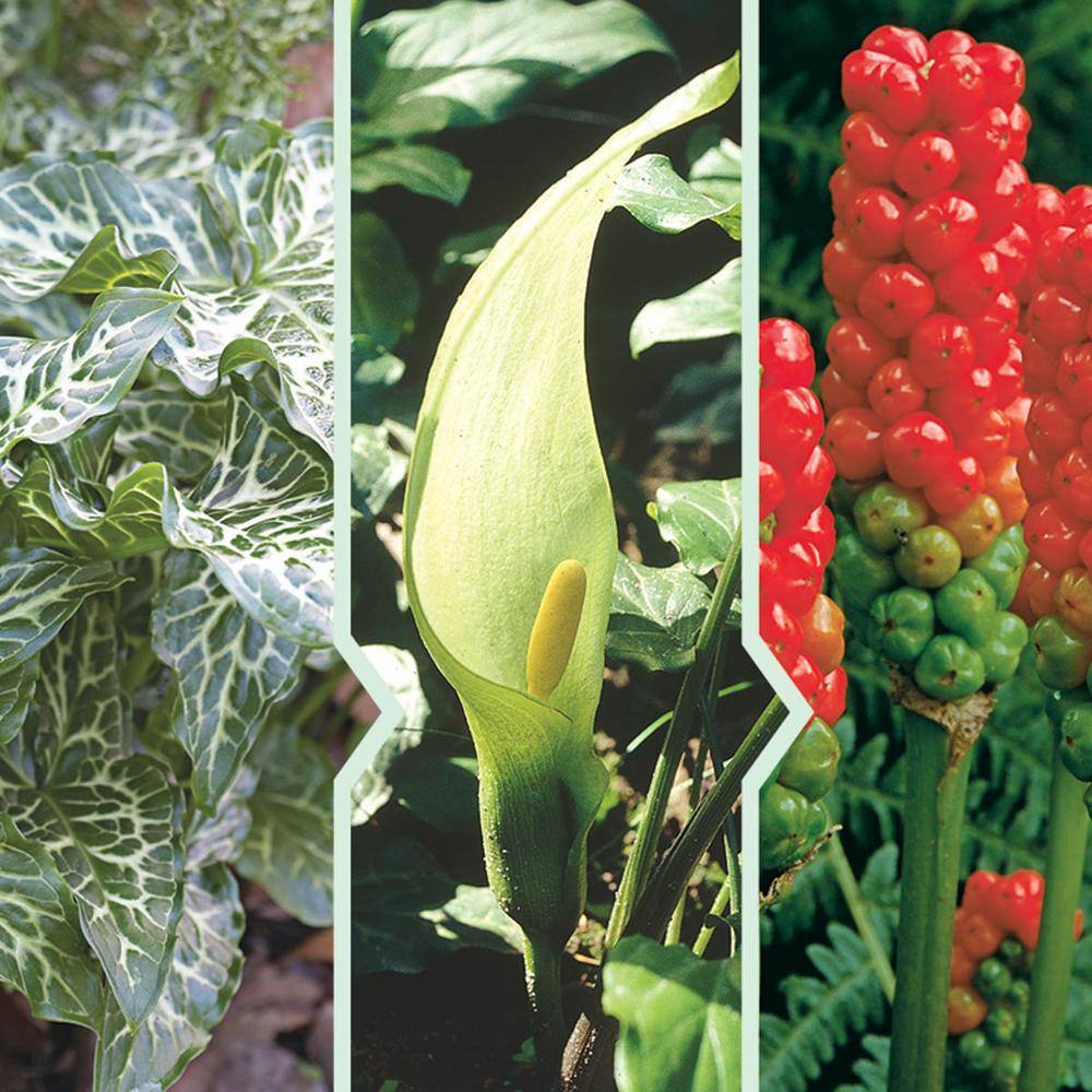 Breck's Orange Candleflower (Arum) Bulb (3Pack) 10405 The Home Depot