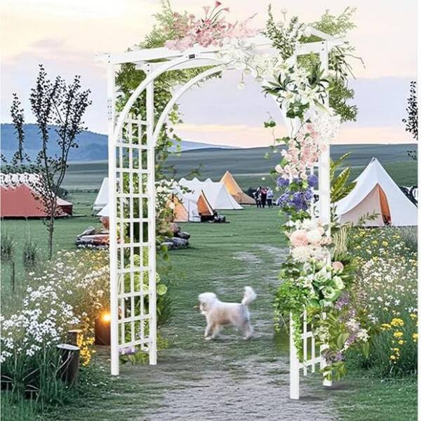 flower of money plant Lunaria Silver Dollar (Money Plant) Flower seeds  SeedsNow.com