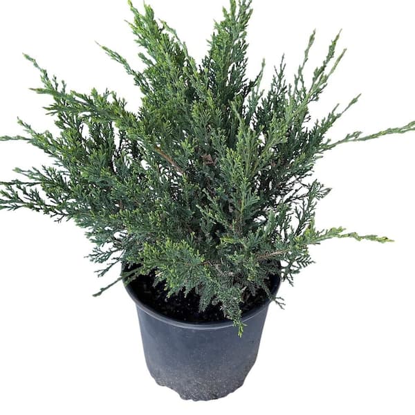 3 Gal. Sea Green Juniper Non-Flowering Shrub