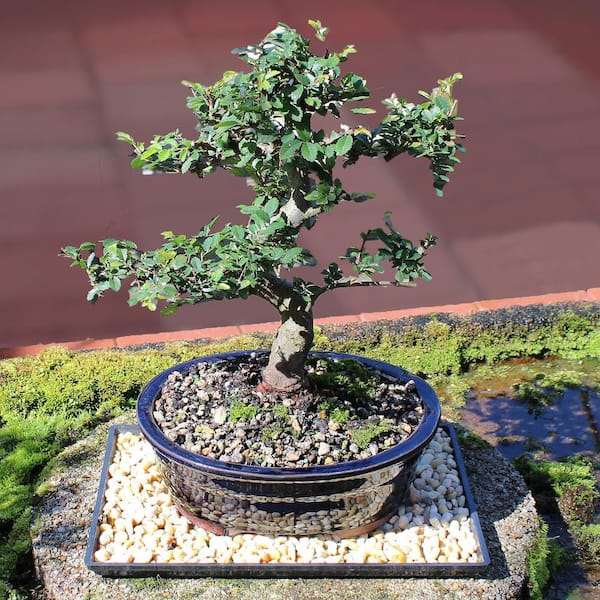 Brussel's Chinese Elm Bonsai