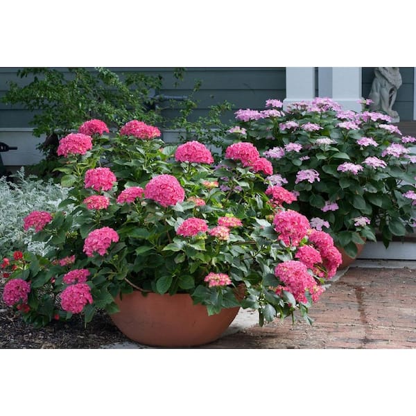 2 Gal. Cityline Paris Bigleaf Hydrangea (Hydrangea macrophylla) Live Flowering Shrub with Fuschia Flowers