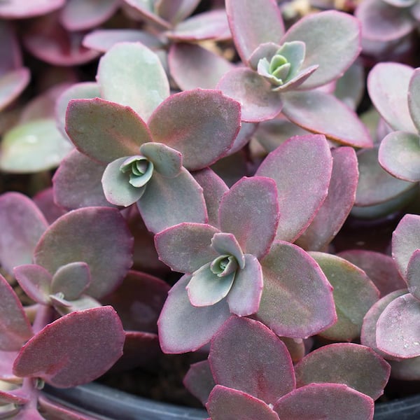 #5 1 Qt. Sunsparkler Firecracker Burgundy Sedum Plant
