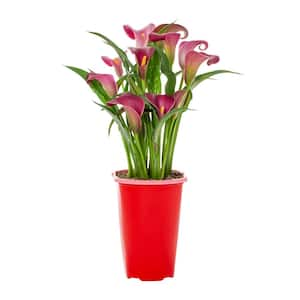 2 Qt. Red Calla Lily Zantedeschia Hybrid Santiago Perennial Plant