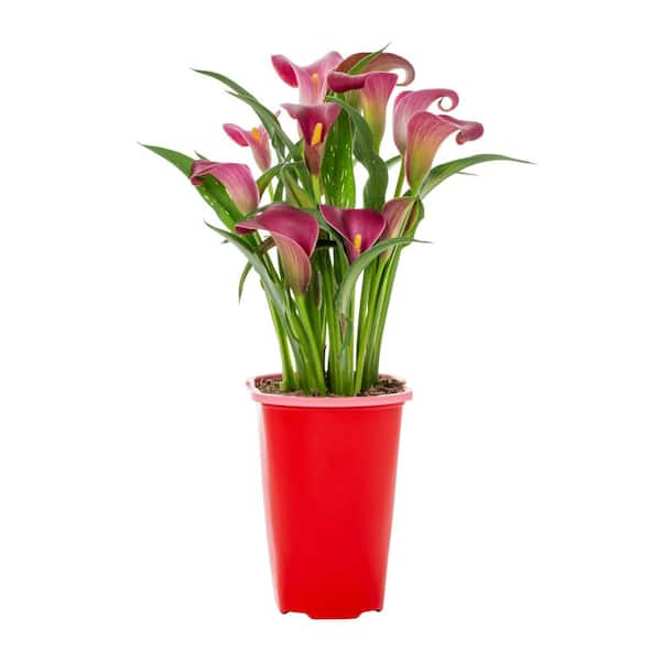 METROLINA GREENHOUSES 2 Qt. Red Calla Lily Zantedeschia Hybrid Santiago ...