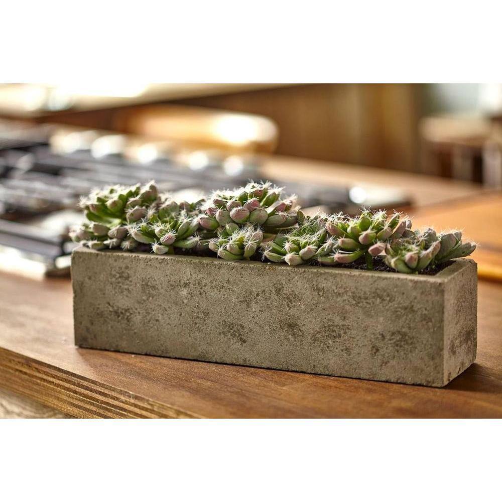 15" Green Succulent Garden with Textured Concrete Planter