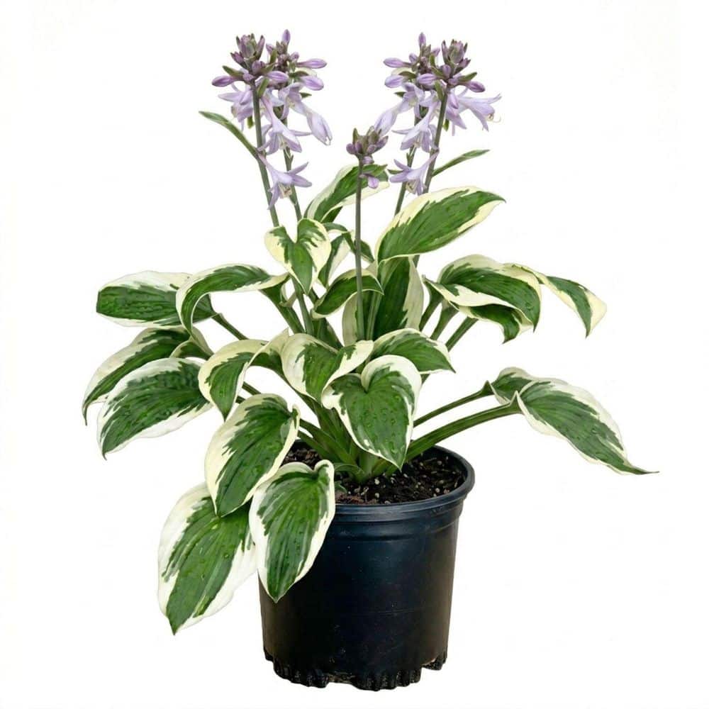 FLOWERWOOD 2.5 Qt. Patriot Hosta Live Plant Variegated White and
