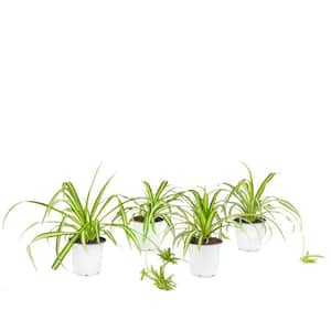 4 in. Spider Plant Chlorophytum Plant in Grower Pot (4-Piece)