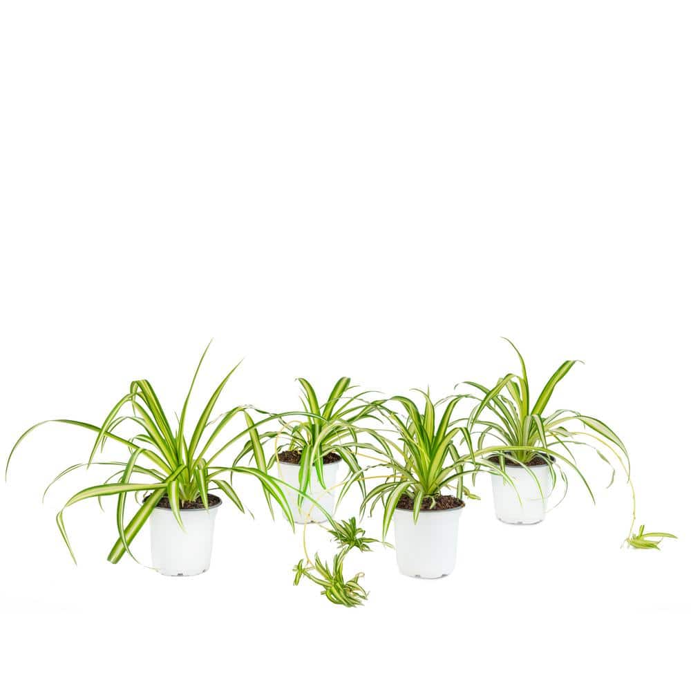 national PLANT NETWORK 4 in. Spider Plant Chlorophytum Plant in Grower Pot (4-Piece) HD7242 ...