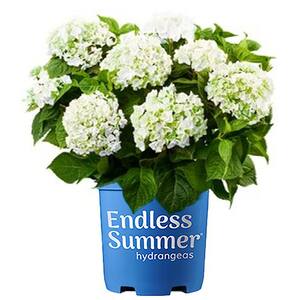 2 Gal. Blushing Bride Hydrangea Plant with Big Round Clusters of Pure White, Semi-Double Flowers