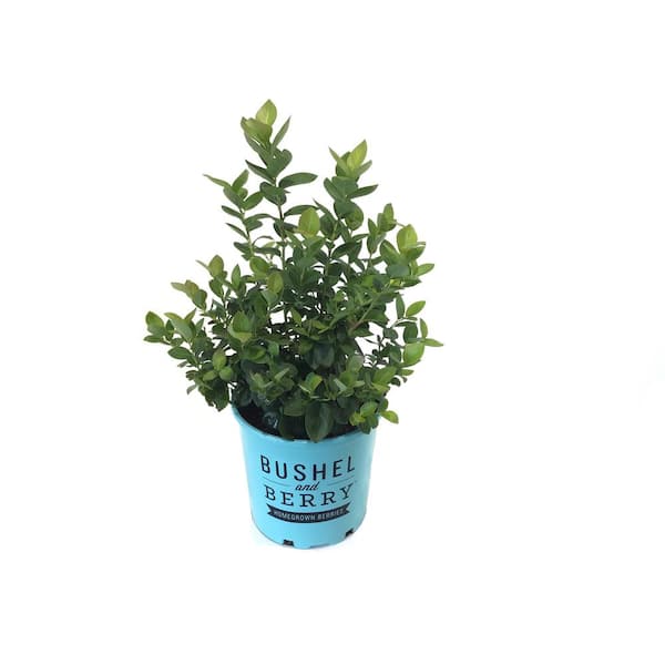 1 Gal. Bushel and Berry Peach Sorbet Blueberry Live Plant