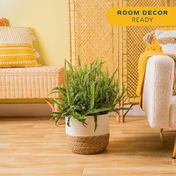 Kimberly Queen Fern Indoor Plant in 9.25 in. Decor Weave Pot, Average Shipping Height 1-2 ft. Tall
