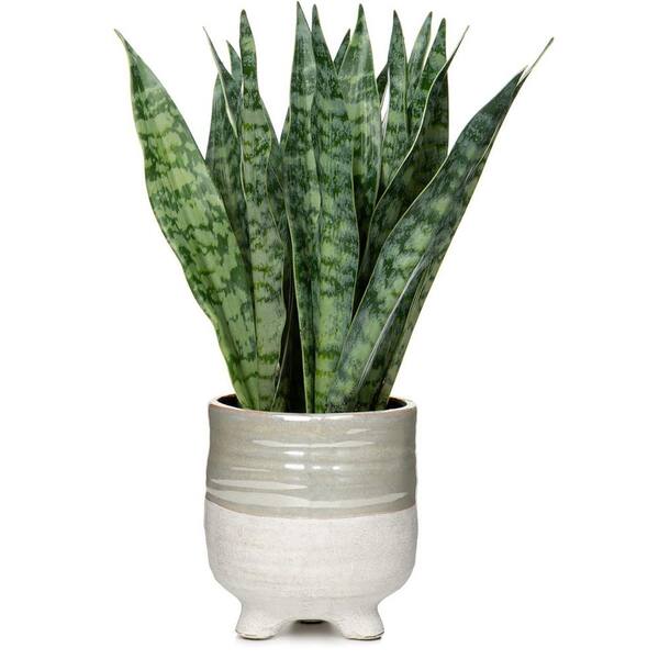 Cubilan 12 Inch Green Small Artificial Snake Plant