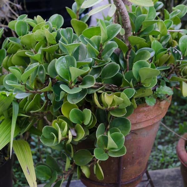 National Plant Network 4 in. Peperomia Green Plant (3-Pack)