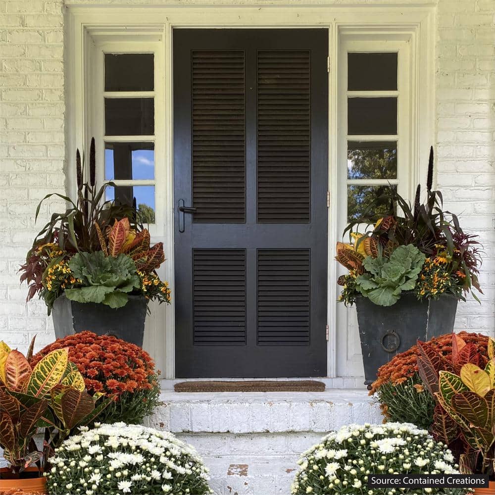 Croton Petra 15-25in. Tall Vibrant Foliage Plant in Black Pot