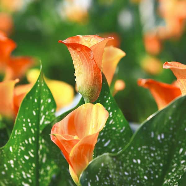 National Plant Network Calla Lily Fireworks Bulbs (6-Pack)