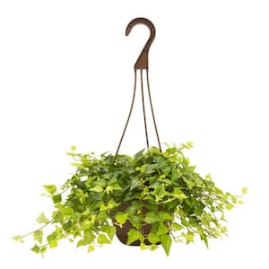 6.6 in Exotic Angel Assorted Foliage Plant in Hanging Basket, Grower's Choice