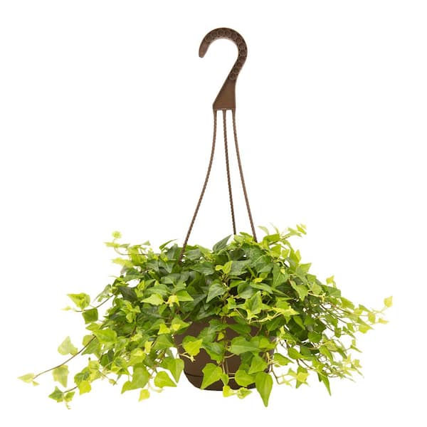 Costa Farms 6.6 in Exotic Angel Assorted Foliage Plant in Hanging Basket, Grower's Choice