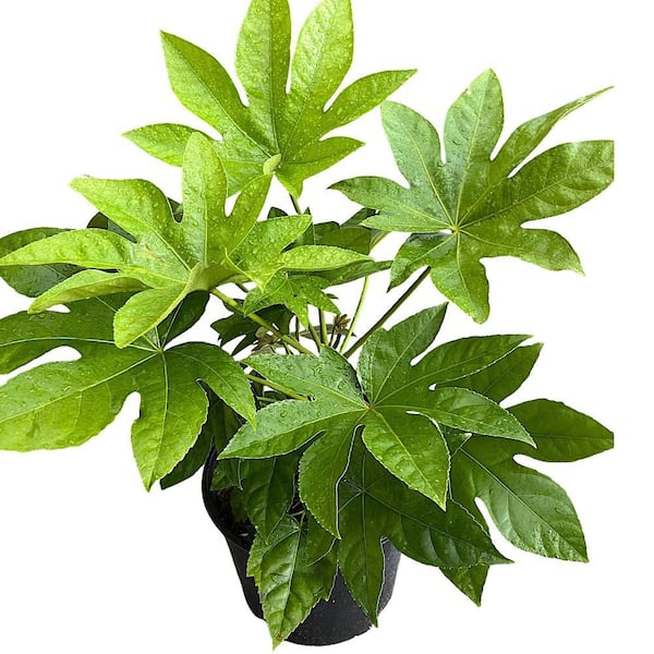 3 Gal. BigLeaf Paper Plant Japanese Aralia Shrub with White Flowers