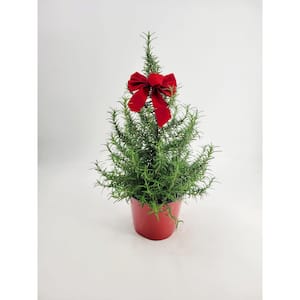 1 Gal. Rosemary Tree Live Holiday Plant in Red Pot