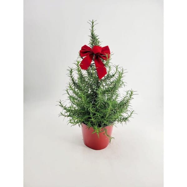 https://images.thdstatic.com/productImages/3c911367-6a73-4724-a4ea-cc86f1e1b025/svn/bell-nursery-fresh-christmas-plants-rsmry1hol1pk-64_600.jpg