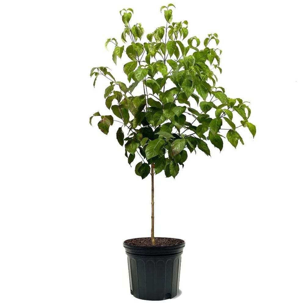 7 Gal. Cherokee Chief Dogwood Flowering Deciduous Tree with Pink ...