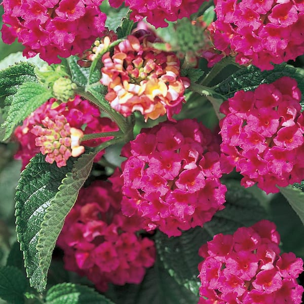 2 QT Lantana 'Athens Rose' Perennial Plant