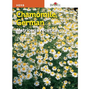 Herb German Chamomile Seed