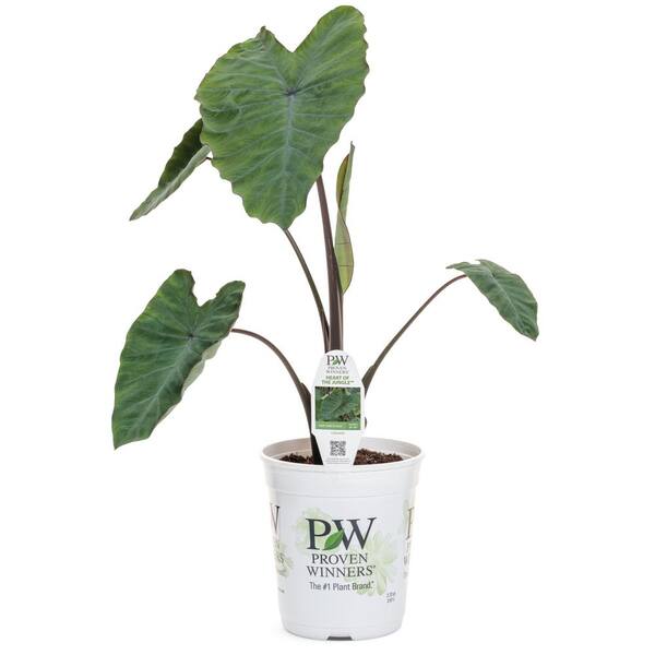 dracena plant air purifier Dracaena Lemon Lime, 10 pot  Green Millennium