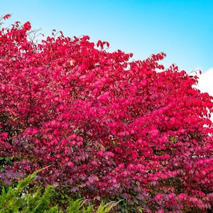 24 in. to 30 in. Tall Burning Bush (Euonymus), Live Deciduous Bareroot Shrub, Green Foliage turns Red in Fall (1-Pack)