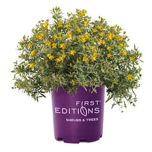 2.0 Gal. Cobalt-n-Gold St. Johns Wort (Hypericum) Live Shrub Blue-Silver Foliage with Sunny Yellow Flowers