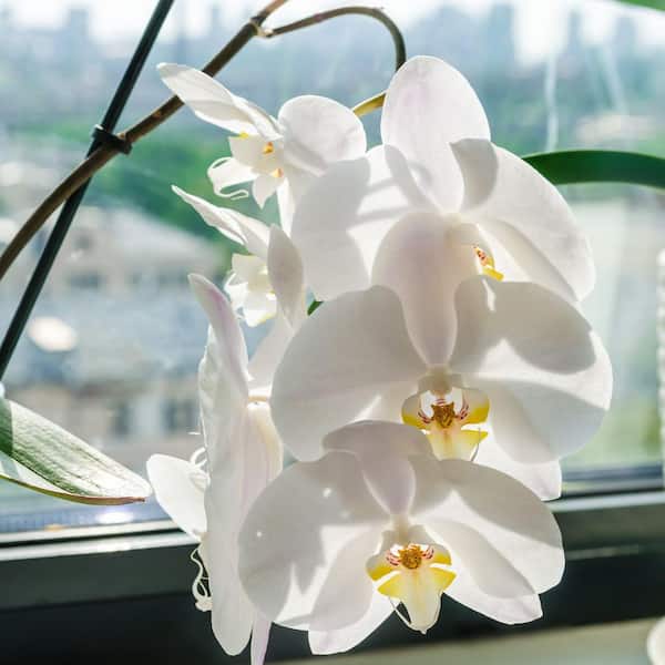 national PLANT NETWORK 5 in. Superior Multi-Stem Luminous White